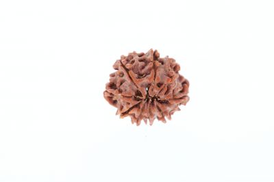 9 Mukhi Rudraksha - 3.13 Grams Weight - Origin - Nepal