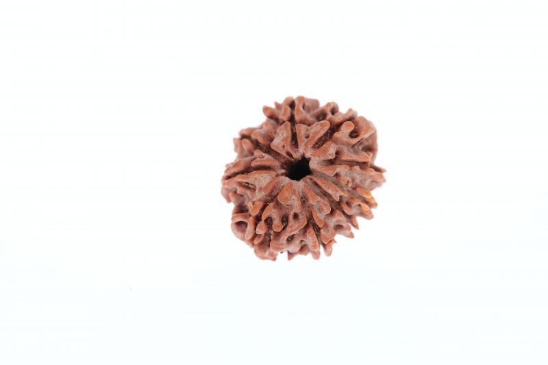 9 Mukhi Rudraksha - 3.13 Grams Weight - Origin - Nepal