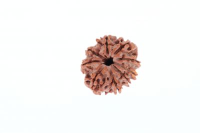 9 Mukhi Rudraksha - 3.13 Grams Weight - Origin - Nepal