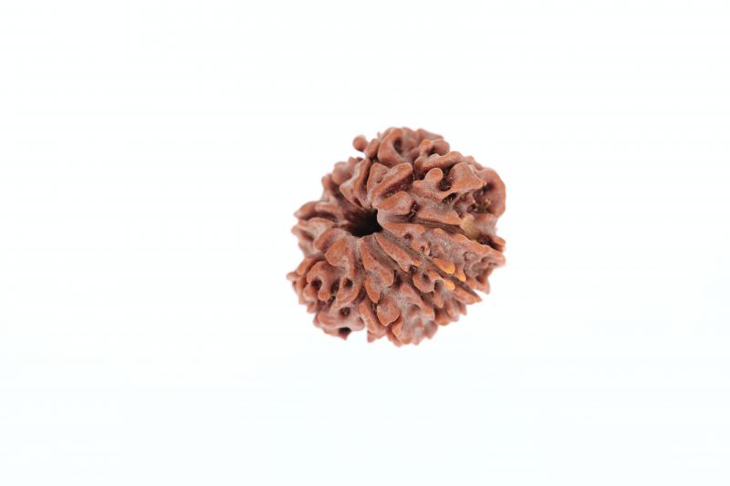 9 Mukhi Rudraksha - 3.13 Grams Weight - Origin - Nepal