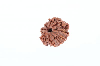 9 Mukhi Rudraksha - 3.13 Grams Weight - Origin - Nepal