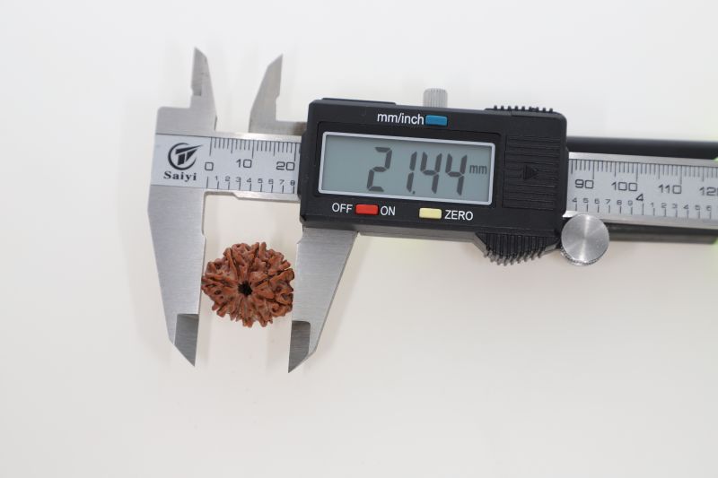 9 Mukhi Rudraksha - 3.13 Grams Weight - Origin - Nepal