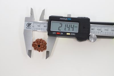 9 Mukhi Rudraksha - 3.13 Grams Weight - Origin - Nepal
