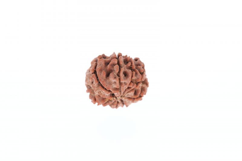 9 Mukhi Rudraksha - 2.79 Grams Weight - Origin - Nepal