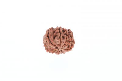 9 Mukhi Rudraksha - 2.79 Grams Weight - Origin - Nepal