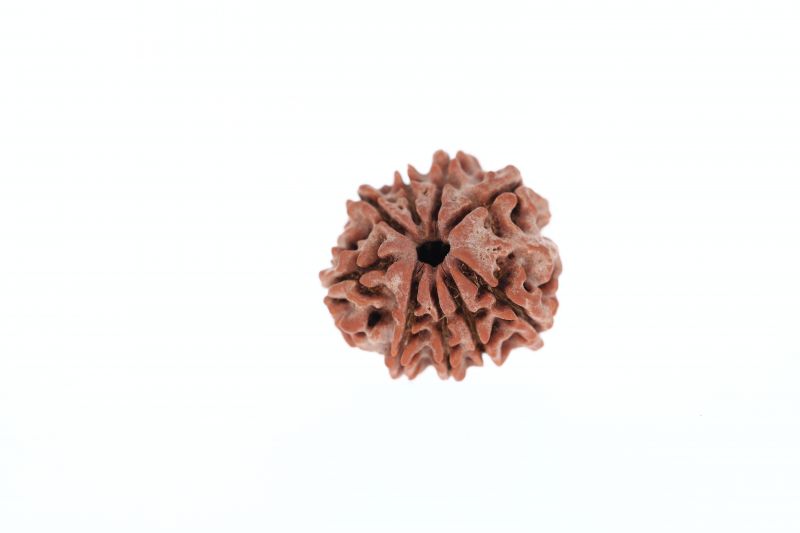 9 Mukhi Rudraksha - 2.79 Grams Weight - Origin - Nepal