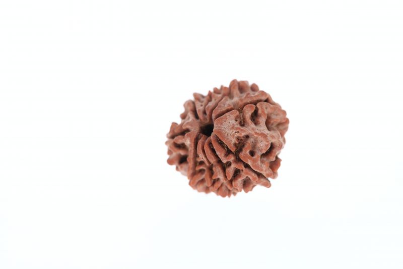 9 Mukhi Rudraksha - 2.79 Grams Weight - Origin - Nepal