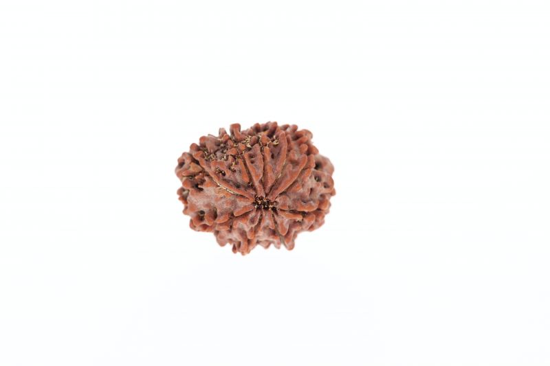 Rudraksha 9 Mukhi Brown - 3.20 Grams Weight - Origin - Nepal