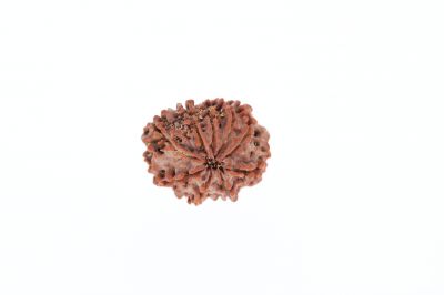 Rudraksha 9 Mukhi Brown - 3.20 Grams Weight - Origin - Nepal