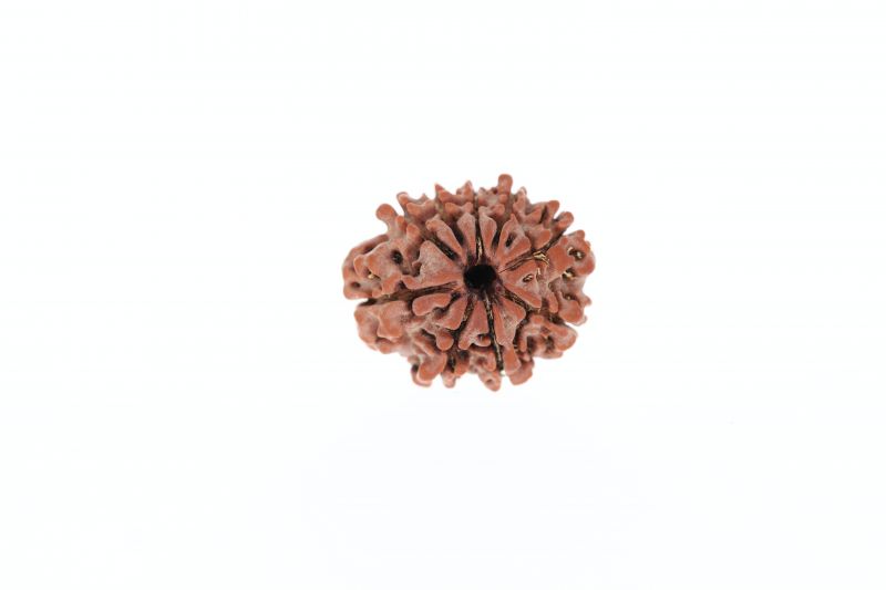 Rudraksha 9 Mukhi Brown - 3.20 Grams Weight - Origin - Nepal