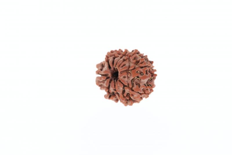 Rudraksha 9 Mukhi Brown - 3.20 Grams Weight - Origin - Nepal