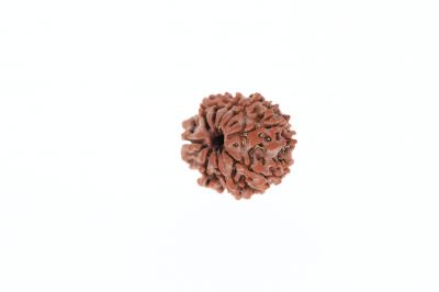 Rudraksha 9 Mukhi Brown - 3.20 Grams Weight - Origin - Nepal