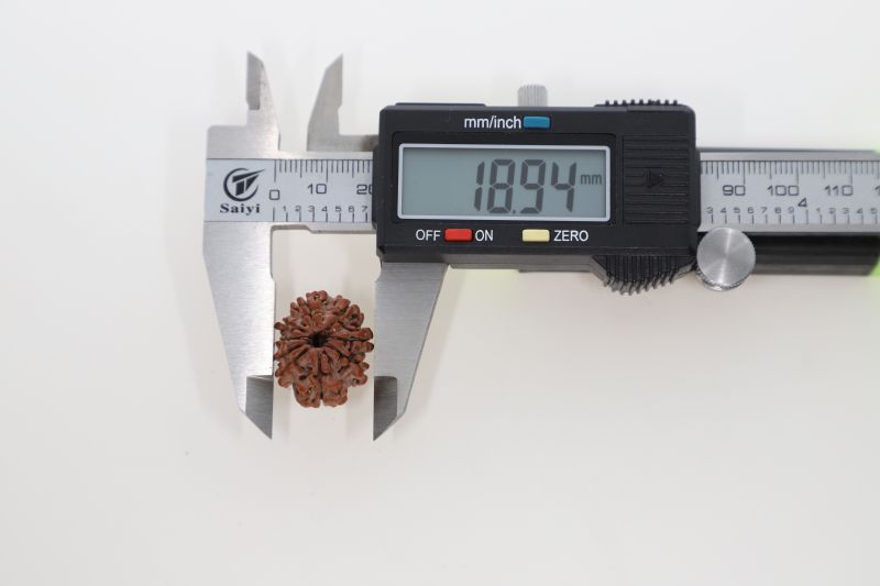 Rudraksha 9 Mukhi Brown - 3.20 Grams Weight - Origin - Nepal