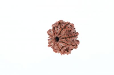 Rudraksha 9 Mukhi Brown - 2.92 Grams Weight - Origin - Nepal