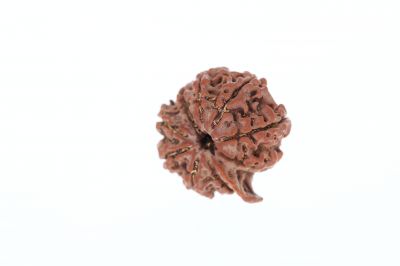 Rudraksha 9 Mukhi Brown - 3.94 Grams Weight - Origin - Nepal