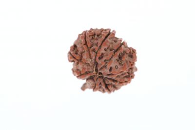 Rudraksha 9 Mukhi Brown - 3.94 Grams Weight - Origin - Nepal