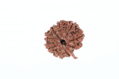 Rudraksha 9 Mukhi Brown - 3.94 Grams Weight - Origin - Nepal