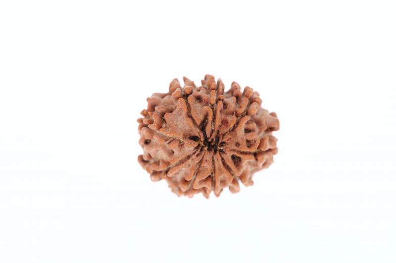 Rudraksha 9 Mukhi Brown - 2.71 Grams Weight - Origin - Nepal