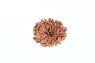 Rudraksha 9 Mukhi Brown - 2.71 Grams Weight - Origin - Nepal