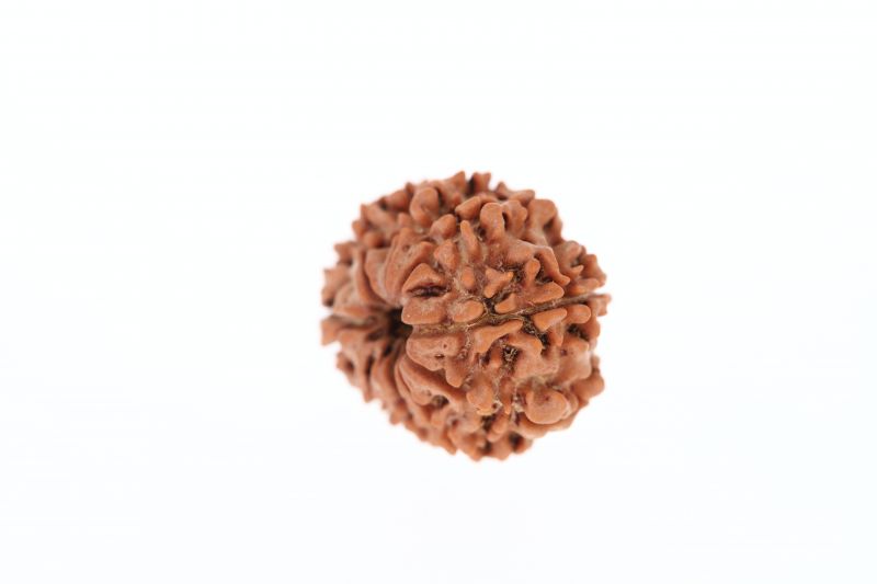 Rudraksha 9 Mukhi Brown - 2.71 Grams Weight - Origin - Nepal