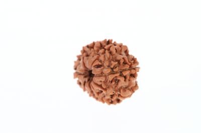 Rudraksha 9 Mukhi Brown - 2.71 Grams Weight - Origin - Nepal