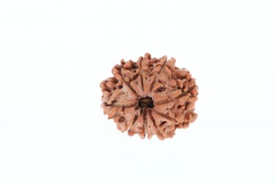 Rudraksha 9 Mukhi Brown - 2.71 Grams Weight - Origin - Nepal