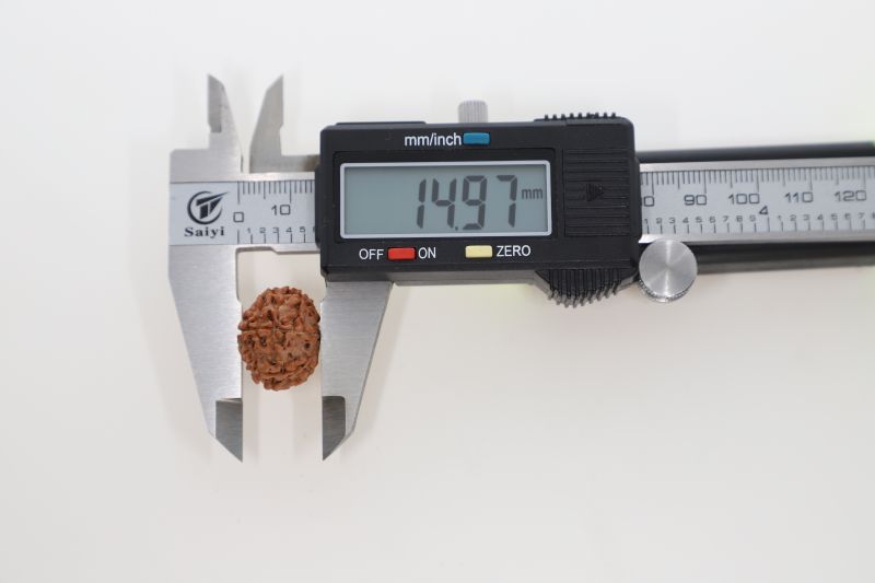 Rudraksha 9 Mukhi Brown - 2.71 Grams Weight - Origin - Nepal