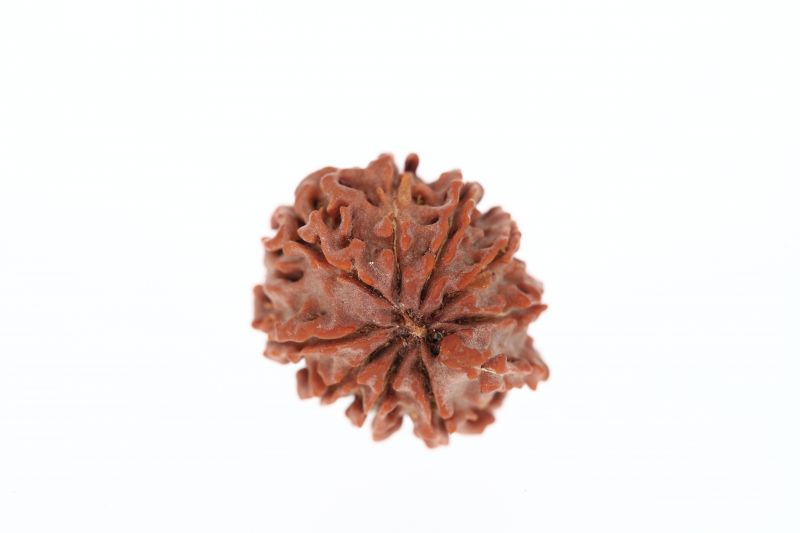 Rudraksha 9 Mukhi Brown - 2.93 Grams Weight - Origin - Nepal