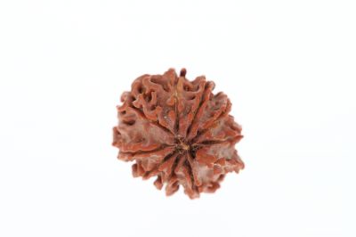 Rudraksha 9 Mukhi Brown - 2.93 Grams Weight - Origin - Nepal