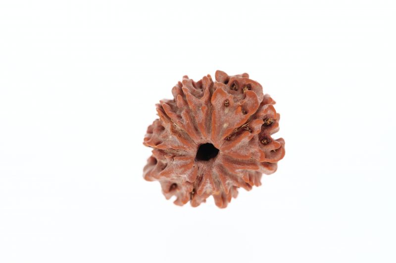 Rudraksha 9 Mukhi Brown - 2.93 Grams Weight - Origin - Nepal