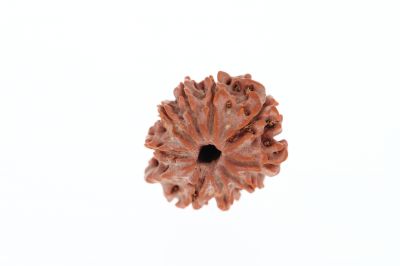 Rudraksha 9 Mukhi Brown - 2.93 Grams Weight - Origin - Nepal