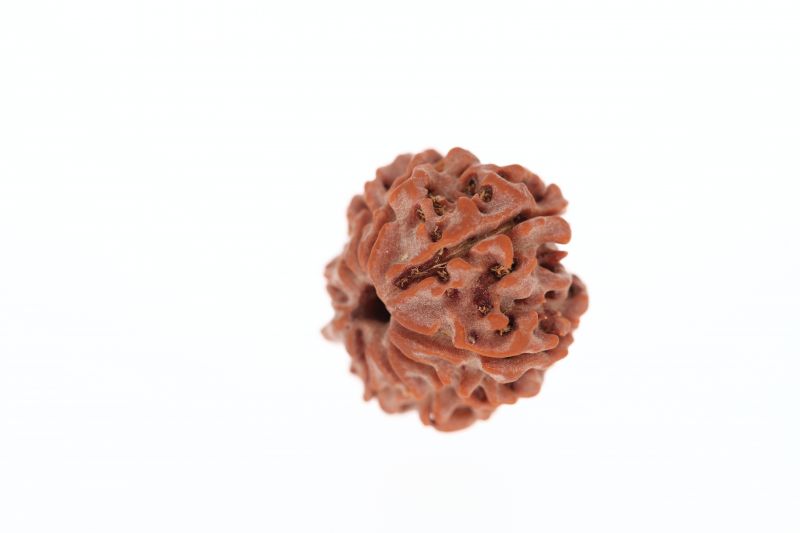 Rudraksha 9 Mukhi Brown - 2.93 Grams Weight - Origin - Nepal