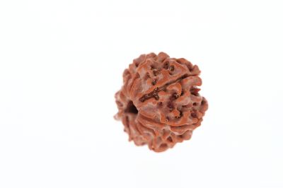 Rudraksha 9 Mukhi Brown - 2.93 Grams Weight - Origin - Nepal