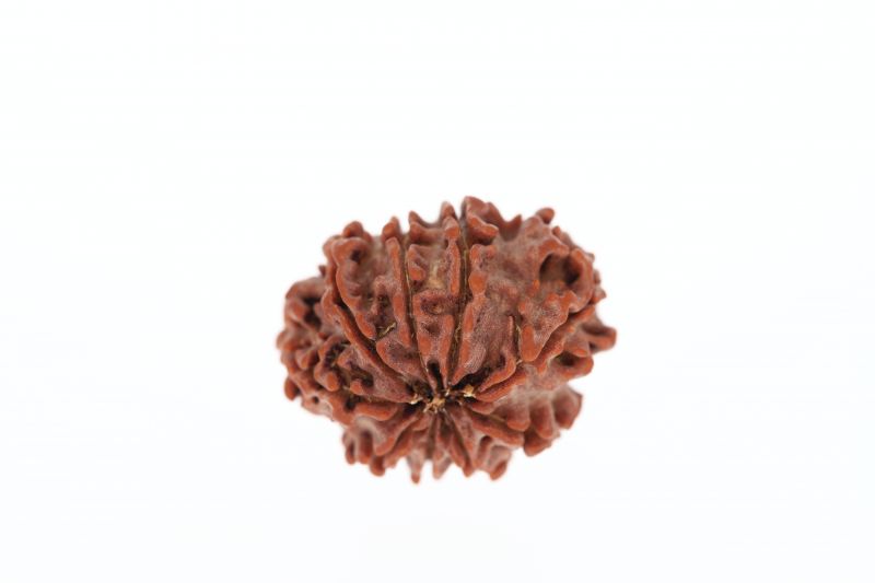 Rudraksha 9 Mukhi Brown - 2.77 Grams Weight - Origin - Nepal