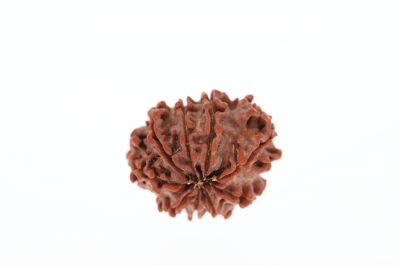Rudraksha 9 Mukhi Brown - 2.77 Grams Weight - Origin - Nepal