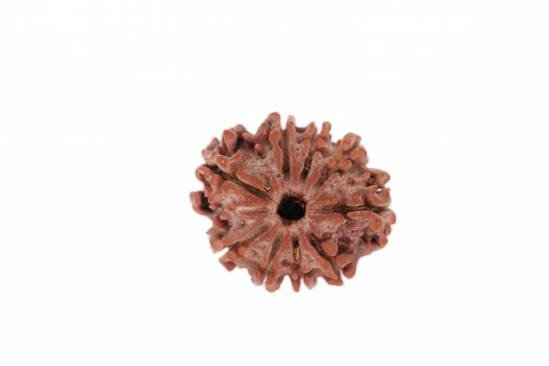 Rudraksha 9 Mukhi Brown - 2.77 Grams Weight - Origin - Nepal
