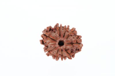 Rudraksha 9 Mukhi Brown - 2.77 Grams Weight - Origin - Nepal