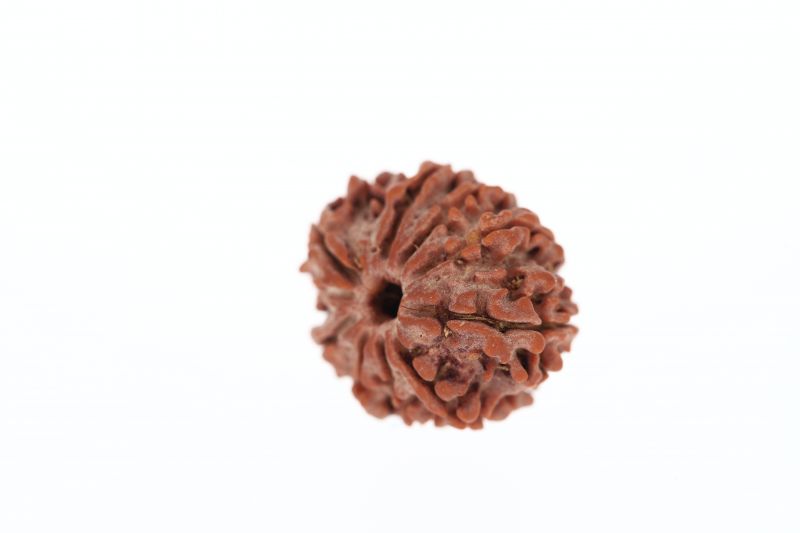 Rudraksha 9 Mukhi Brown - 2.77 Grams Weight - Origin - Nepal