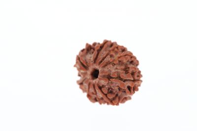 Rudraksha 9 Mukhi Brown - 2.77 Grams Weight - Origin - Nepal