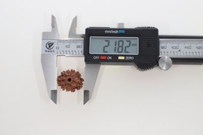 Rudraksha 9 Mukhi Brown - 2.77 Grams Weight - Origin - Nepal