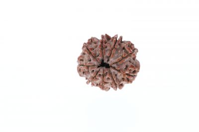 Rudraksha 9 Mukhi Brown - 2.83 Grams Weight - Origin - Nepal