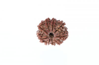 Rudraksha 9 Mukhi Brown - 2.83 Grams Weight - Origin - Nepal