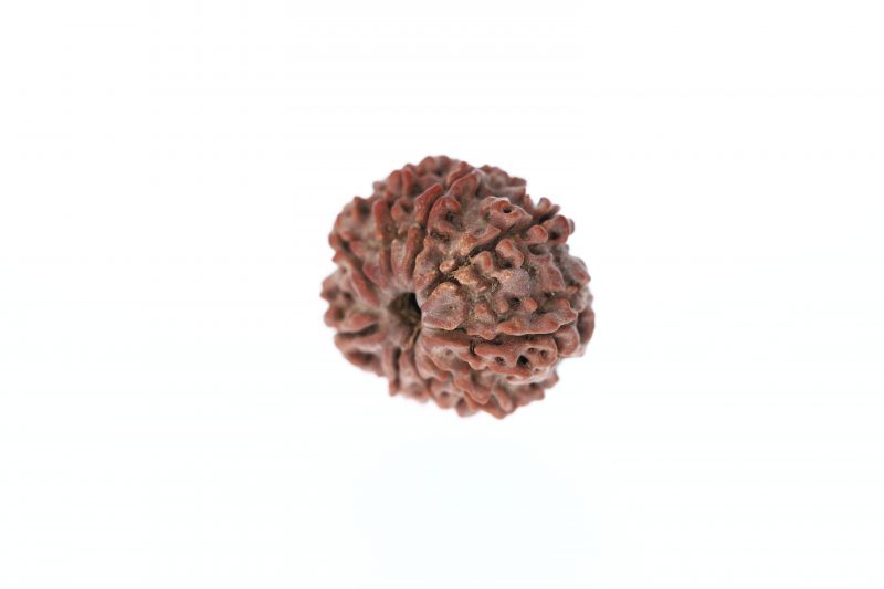 Rudraksha 9 Mukhi Brown - 2.83 Grams Weight - Origin - Nepal