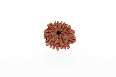 Natural 10 Mukhi Rudraksha - 2.80 Grams  Weight - Origin - Nepal