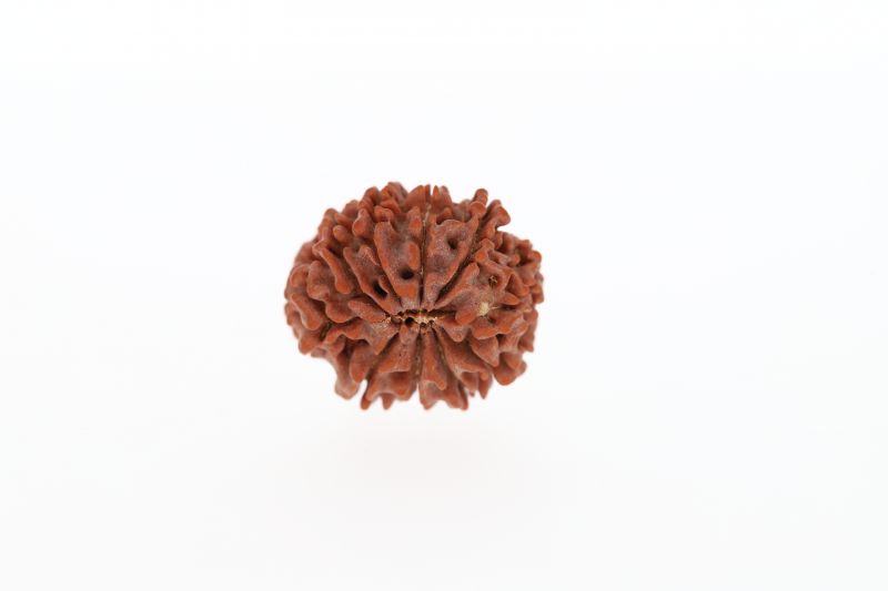 Natural 10 Mukhi Rudraksha - 2.80 Grams  Weight - Origin - Nepal