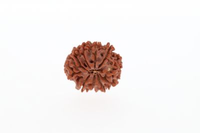 Natural 10 Mukhi Rudraksha - 2.80 Grams  Weight - Origin - Nepal