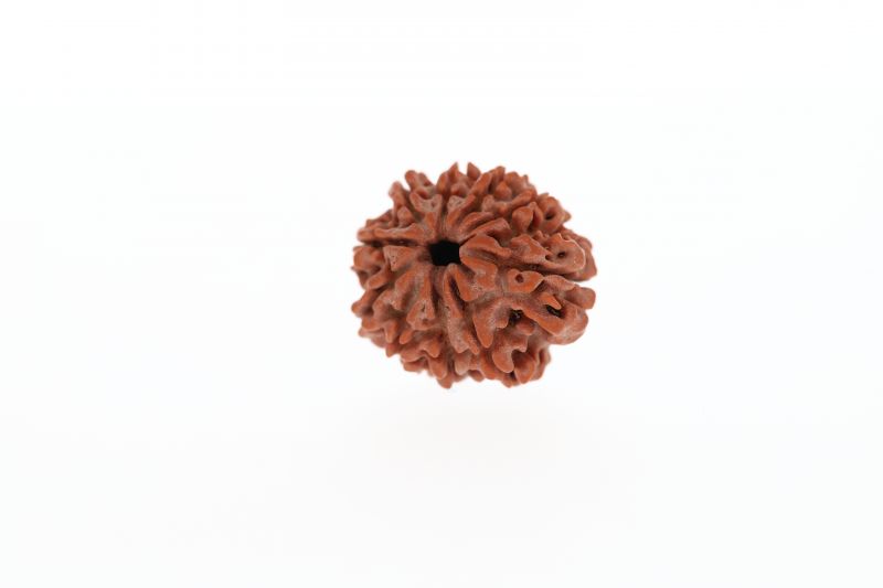 Natural 10 Mukhi Rudraksha - 2.80 Grams  Weight - Origin - Nepal