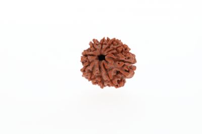 Natural 10 Mukhi Rudraksha - 2.80 Grams  Weight - Origin - Nepal