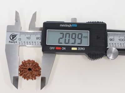 Natural 10 Mukhi Rudraksha - 2.80 Grams  Weight - Origin - Nepal