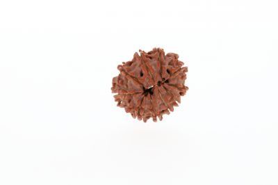 Natural 10 Mukhi Rudraksha - 2.65 Grams Weight - Origin - Nepal